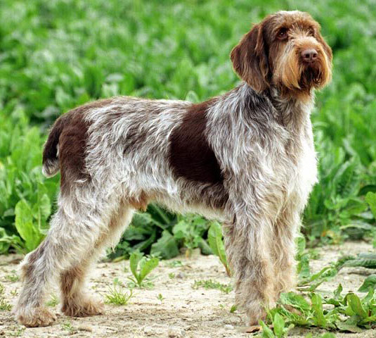 spinone-italiano2