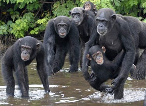 Os chimpanzés foram abandonados com poucas chances de se alimentarem sozinhos (Foto: Jenny Desmond/Divulgação)