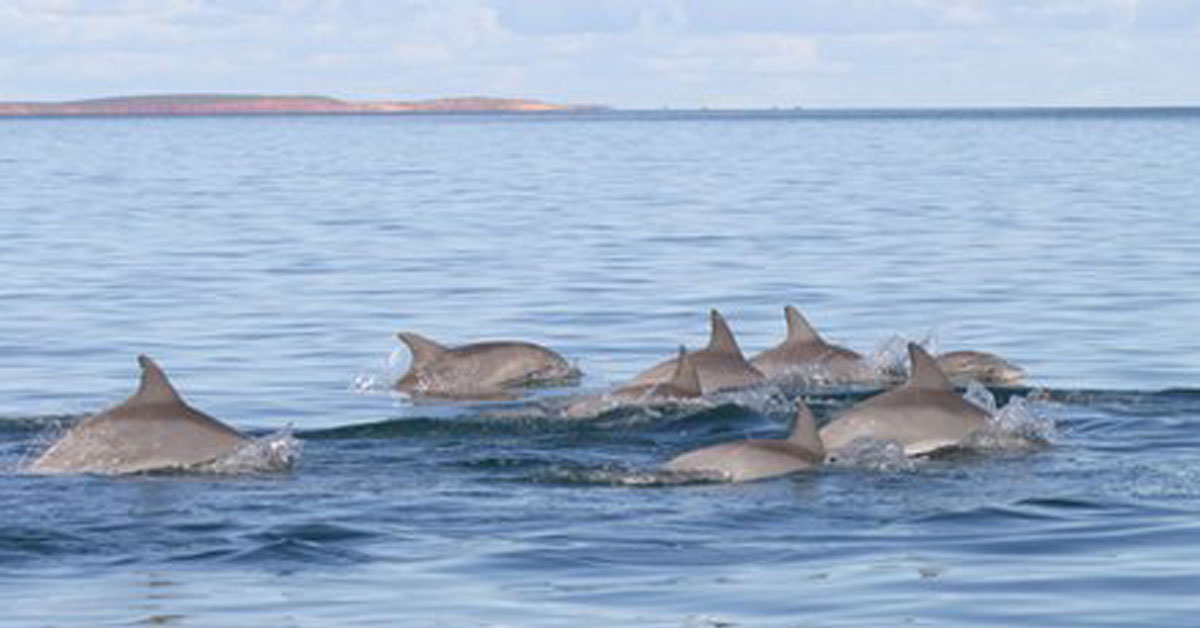 Esta reunião de golfinhos para proteção mostra inteligência da espécie, afirmam cientistas. (Foto: BBC)