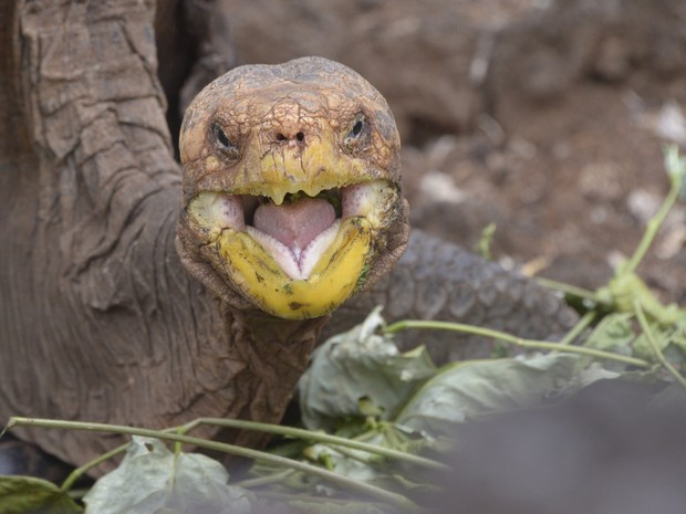 Diego tem um grande apetite sexual, mesmo em cativeiro (Foto: RODRIGO BUENDIA / AFP)