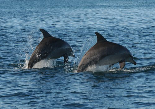 Golfinhos se reúnem em "gangues" para proteger fêmeas de grupos rivais (Foto: BBC)
