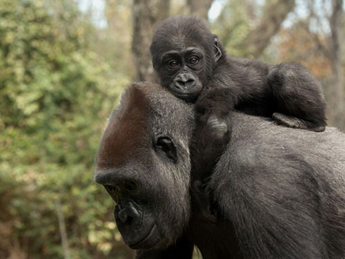 Humanos e macacos tem violência em sua história (Foto: Julie Larsen Maher/Wildlife Conservation Society/AP)