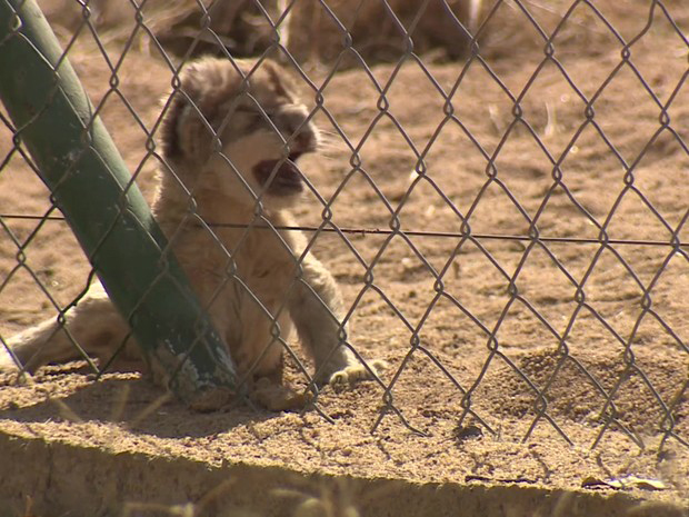 Felinos são criados com a finalidade de serem abatidos (Foto: BBC)