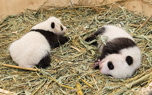 Filhotes gêmeos são vistos junto da mãe Yang Yang em imagem da câmera de segurança do zoológico de 26 de setembro (Foto: Schoenbrunn Zoo/Handout via REUTERS)