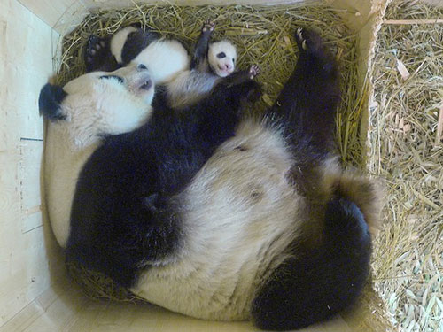 Gêmeos, que nasceram em 7 de agosto, em foto desta quarta-feira (28) (Foto: Schoenbrunn Zoo/Handout via REUTERS)