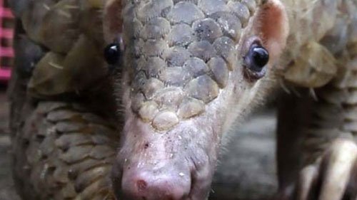 Pangolins têm características semelhantes às do tamanduá sul-americano (Foto: BBC)