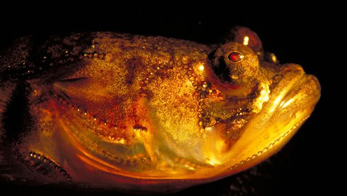 Peixe do gênero Porichthys, com fotóforos luminescentes - órgãos que emitem luz (Foto: Andrew Bass) 