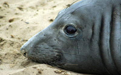 Foto: Rachel Holser/University of California, Santa Cruz via AP