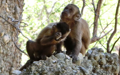 Macacos-prego batem pedras para produzir objetos cortantes (Foto: M.Haslam)