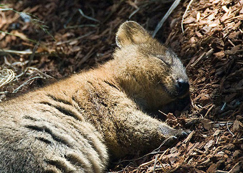 Quokka é parente do canguru, e está ameaçado de extinção (Foto: Reprodução)