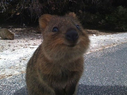 quokka3