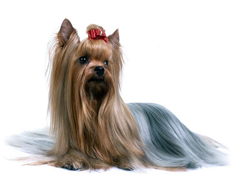 silky_terrier