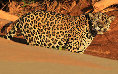 Onças do do Parque Nacional Madidi, na Bolívia, estão sendo alvo de caçadores e contrabandistas (Foto: Mileniusz Spanowicz/WCS)