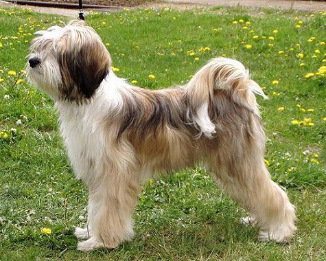 terrier_tibetano5