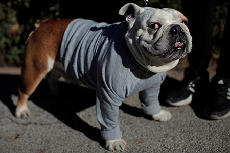 Cachorro é fotografado na Espanha em 17 de janeiro; gatos e cachorros têm memórias e respondem a gestos humanos (Foto: REUTERS/Jon Nazca)