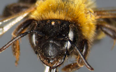 Abelha Andrena nigriceps (Foto: Deutsche Wildtier Stifung/Dr. C. Schmid-Egger)