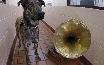 Apesar de em geral responderem bem a rock leve e reggae, cães teriam suas próprias preferências musicais , afirmam pesquisadores (Foto: SPCA Escocesa)