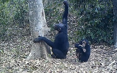 Animais foram flagrados usando ferramentas para beber água (Foto: BBC)