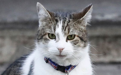 Larry, o gato da Rua Downing, usa uma coleira com desenhos da bandeira do Reino Unido e um aviso de que ele possui chip localizador em frente à residência oficial da primeira-ministra britânica em Londres (Foto: Stefan Wermuth/Reuters)