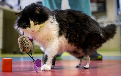 Gato conta agora com duas próteses em polímero de borracha envolvidas em titânio (Foto: NIKOLAY DOYCHINOV / AFP)