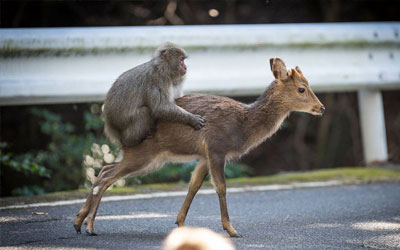 Macaco flagrado no Japão tentando copular com cerva intriga cientistas (Foto: Alexandre Bonnefoy/Editions Issekinicho/AFP)