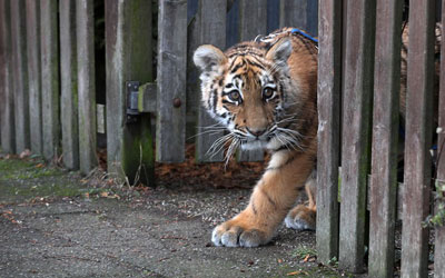 Foto de 9/1 mostra Elsa saindo pela porta de um jardim em Luebeck, na Alemanha (Foto: Jens Buettner/dpa via AP)