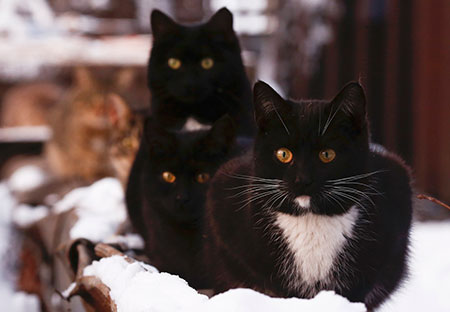 Gatos se reúnem perto de aquecedor em Moscou, na Rússia, em foto de 9 de janeiro; gatos mostraram ser tão bons quanto cães em vários testes mentais (Foto: Reuters/Maxim Shemetov)