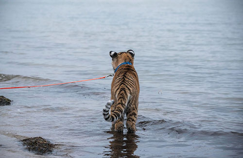 Filhote de tigre Elsa brinca no mar (Foto: Jens Buettner/dpa via AP)