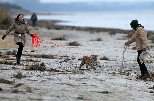 Monica Farell e seu marido Saad Rose passeiam com Elsa em uma praia na costa do Mar Báltico na Alemanha: filhote de tigre foi rejeitado pela mãe (Foto: Jens Buettner/dpa via AP)