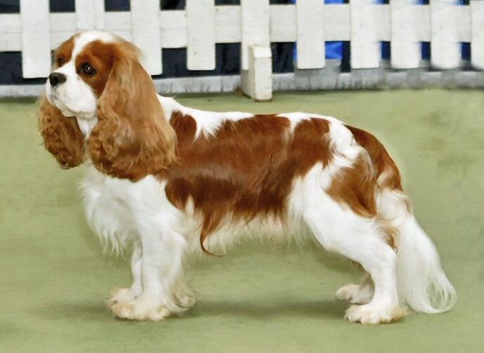 cavalier_king