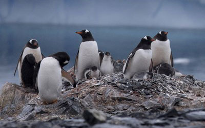 Pinguins na Antártida em foto de janeiro de 2015 (Foto: AP Photo/Natacha Pisarenko, File)