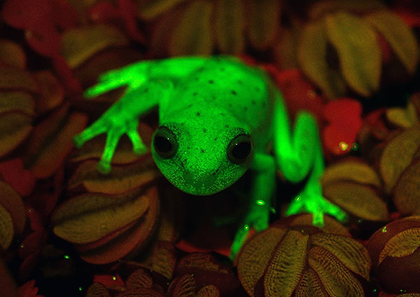 Este caso é o primeiro registro científico de uma rã fluorescente (Foto: C.TABOADA-J.FAIVOVICH/MACN-CONICET/AFP)