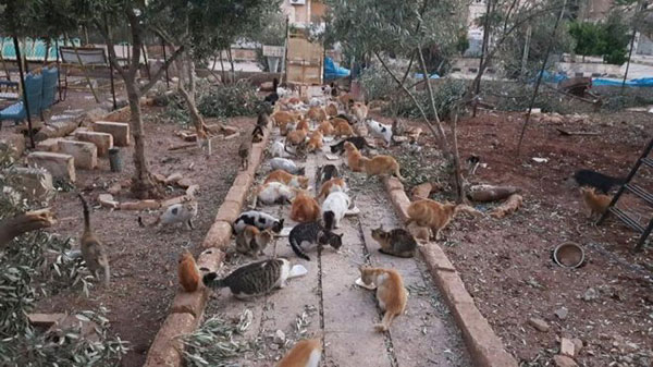 Foto: Il Gattaro D’Aleppo