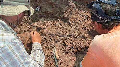 Pesquisadores trabalham na análise dos fósseis encontrados na Tanzânia (Foto: Roger Smith)