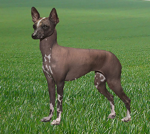 Cão da raça pelado mexicano (xoloitzcuintle), que provavelmente descende de cachorros que cruzaram o Estreito de Bering com os ancestrais dos povos nativos da América Penny (Foto: Inan/Divulgação)