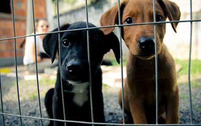 Lei determina semana de atividades para estimular adoção de animais resgatados