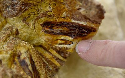 Paleontologista aponta mandíbula original de fóssil que pertence a um réptil marinho grande de 90 milhões de anos (Foto: Loic Venance / AFP)