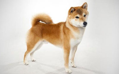 destaque_shibainu