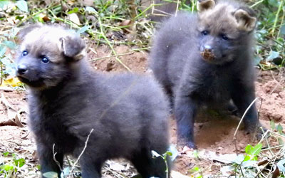 Os dois filhotes de lobo-guará nasceram no início do mês e devem ficar por um ano no Zoo de Bauru (Foto: Divulgação / Zoo-Bauru)