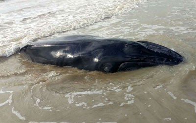 Filhote de baleia foi encontrado morto em praia do sul da Bahia (Foto: Site Prado Online)