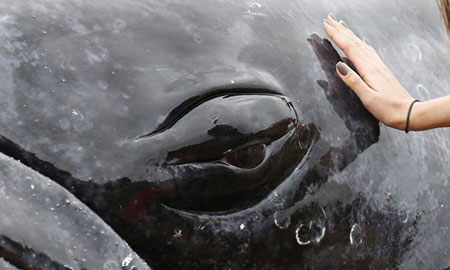 O filhote de baleia jubarte encalhou em BúziosFoto: Pablo Jacob / Agência O Globo