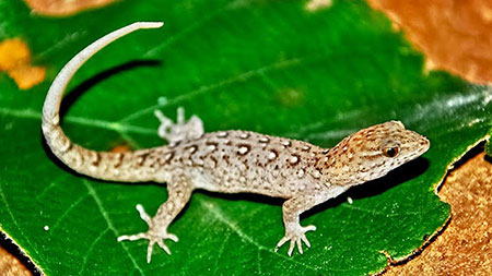 A cabeça e a boca dessa espécie de lagarto aumentaram em apenas 15 anos no Brasil (Foto: Guilherme Santoro)