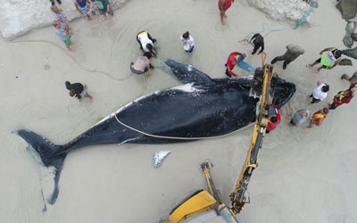 Imagens de drone mostram baleia sendo resgata em Arraial do Cabo (Foto: Marcelo de Lima/Arquivo Pessoal)