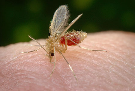 Mosquito-palha costuma ser o transmissor do protozoário da leishmaniose em áreas urbanas (Foto: James Gathany/CDC)