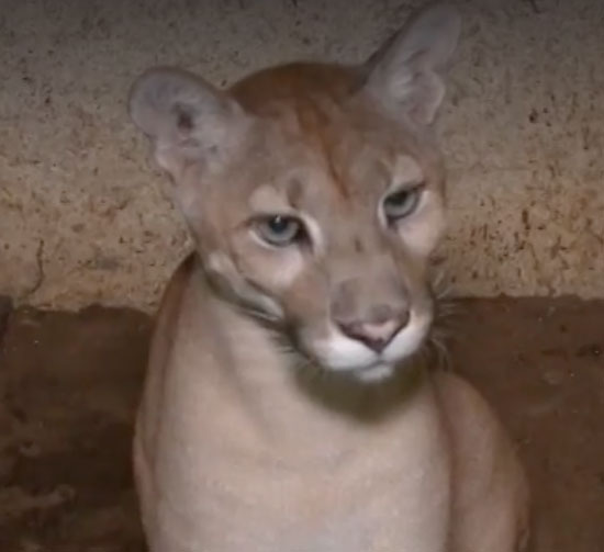 Onça sussuarana dá a luz à três filhotes no zoobotânico de Teresina