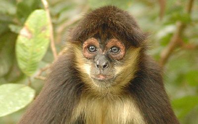 Macaco-aranha-preto – Wikipédia, a enciclopédia livre