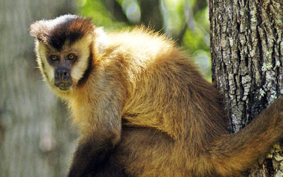 Macaco-prego - Biologia - InfoEscola