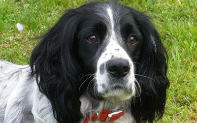 SPRINGER SPANIEL INGLÊS: características e cuidados