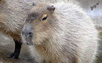 Topic · Capivara ·