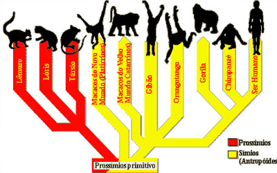 Macaco ou primata? Entenda as diferenças entre os termos